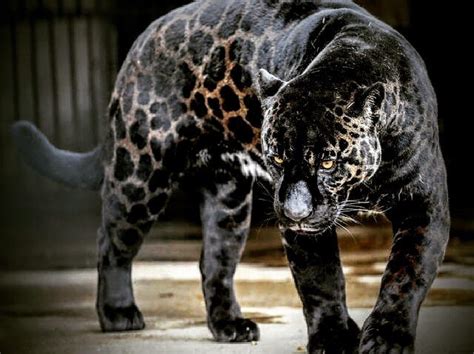 lion and jaguar hybrid.